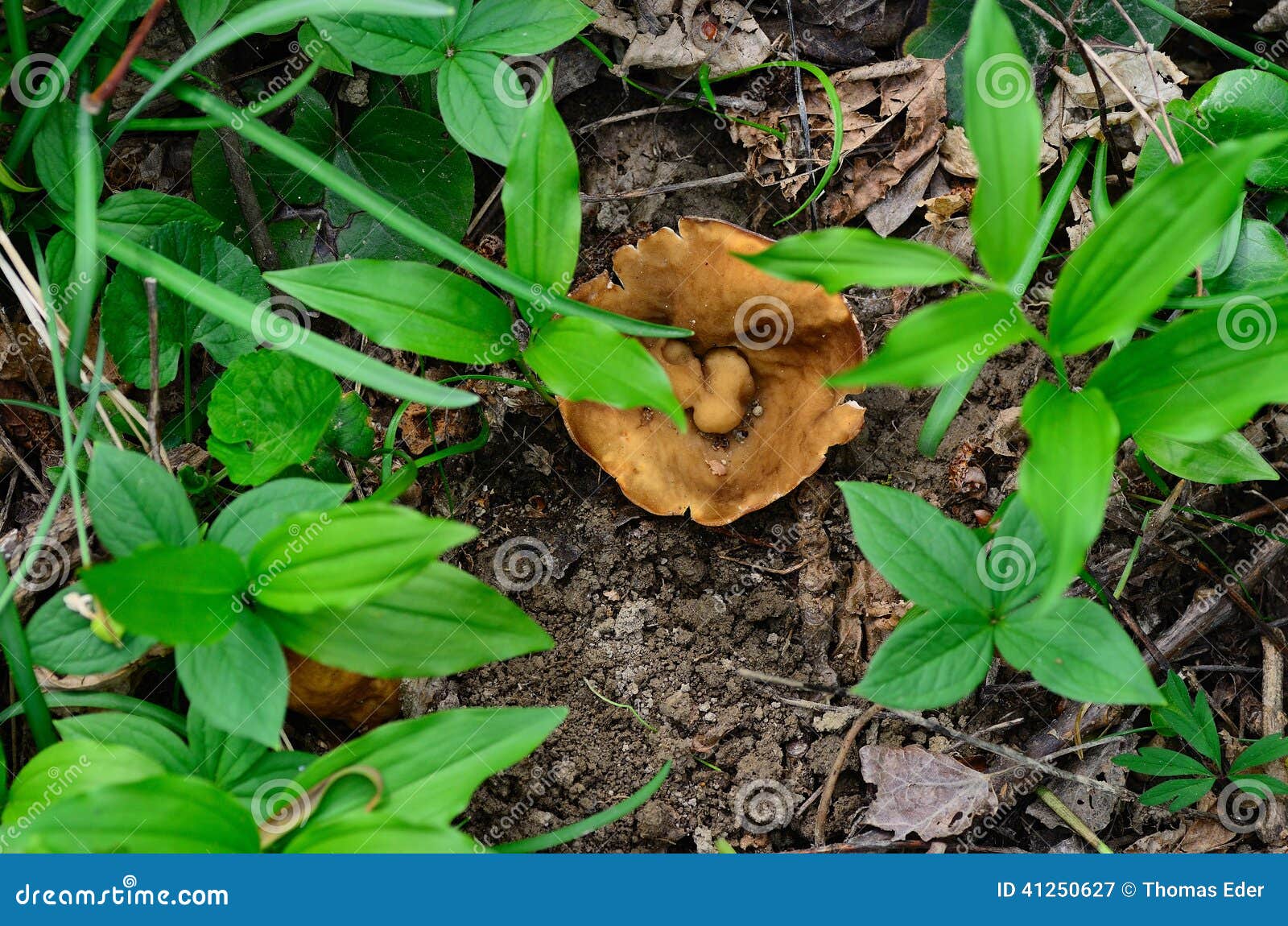 Morel on the ground stock image. Image of cooking, season 41250627