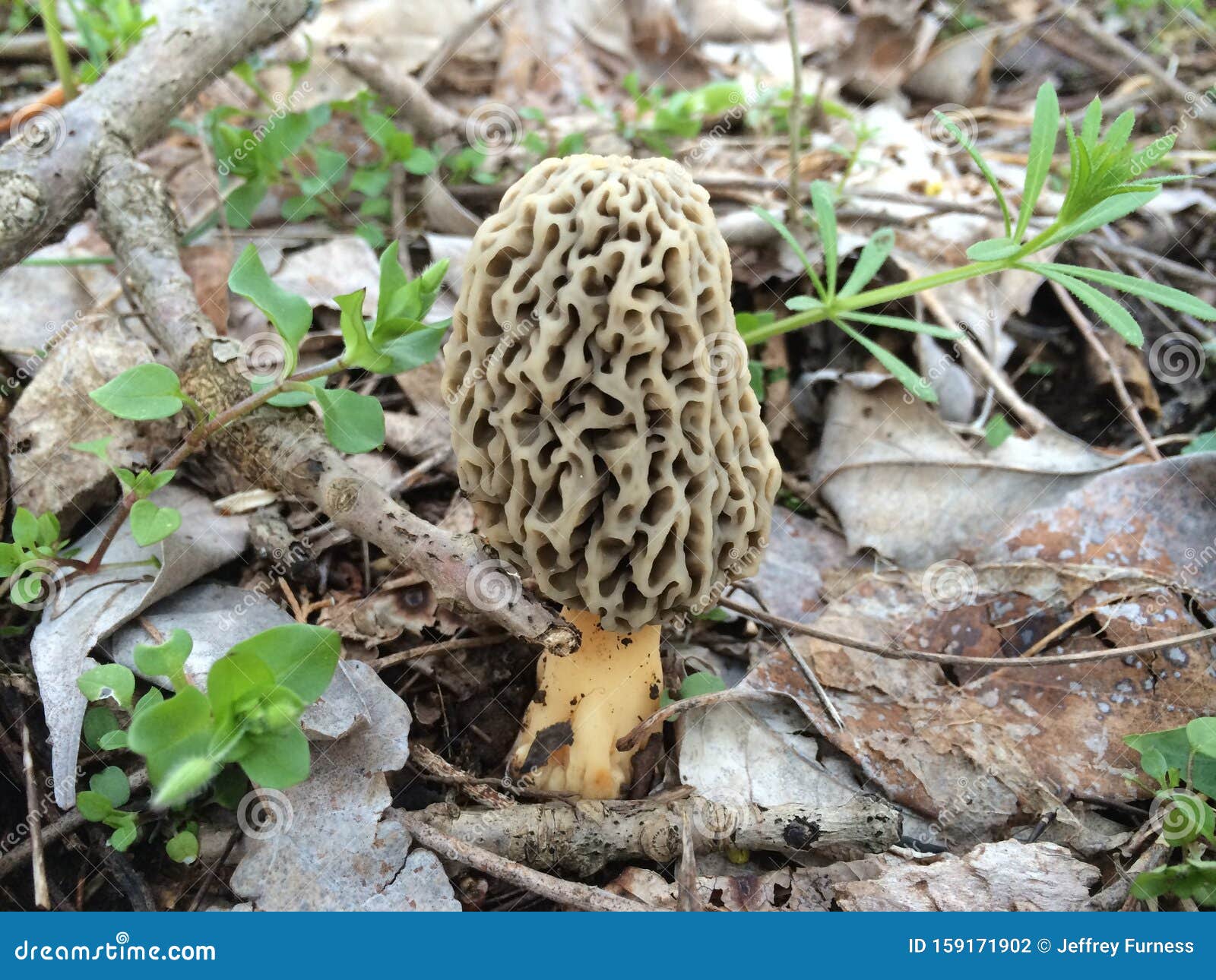 Morel stock photo. Image of morel, woods, edible, nature 159171902