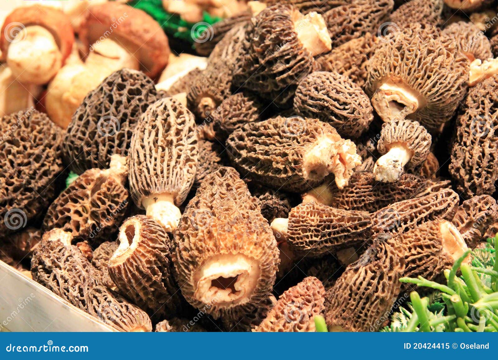 Morel Mushrooms at a Farmer S Market. Stock Image Image of market, morel 20424415