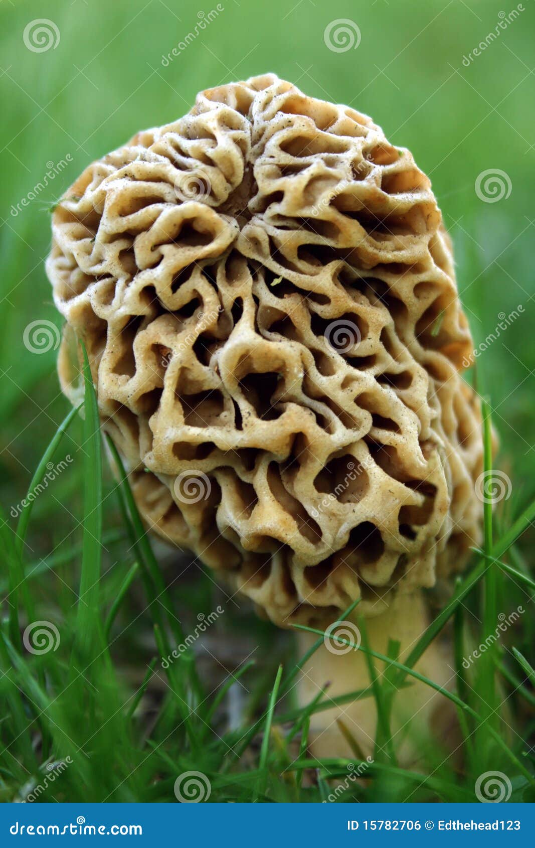 Morel Mushroom stock photo. Image of rare, fungus, nature 15782706