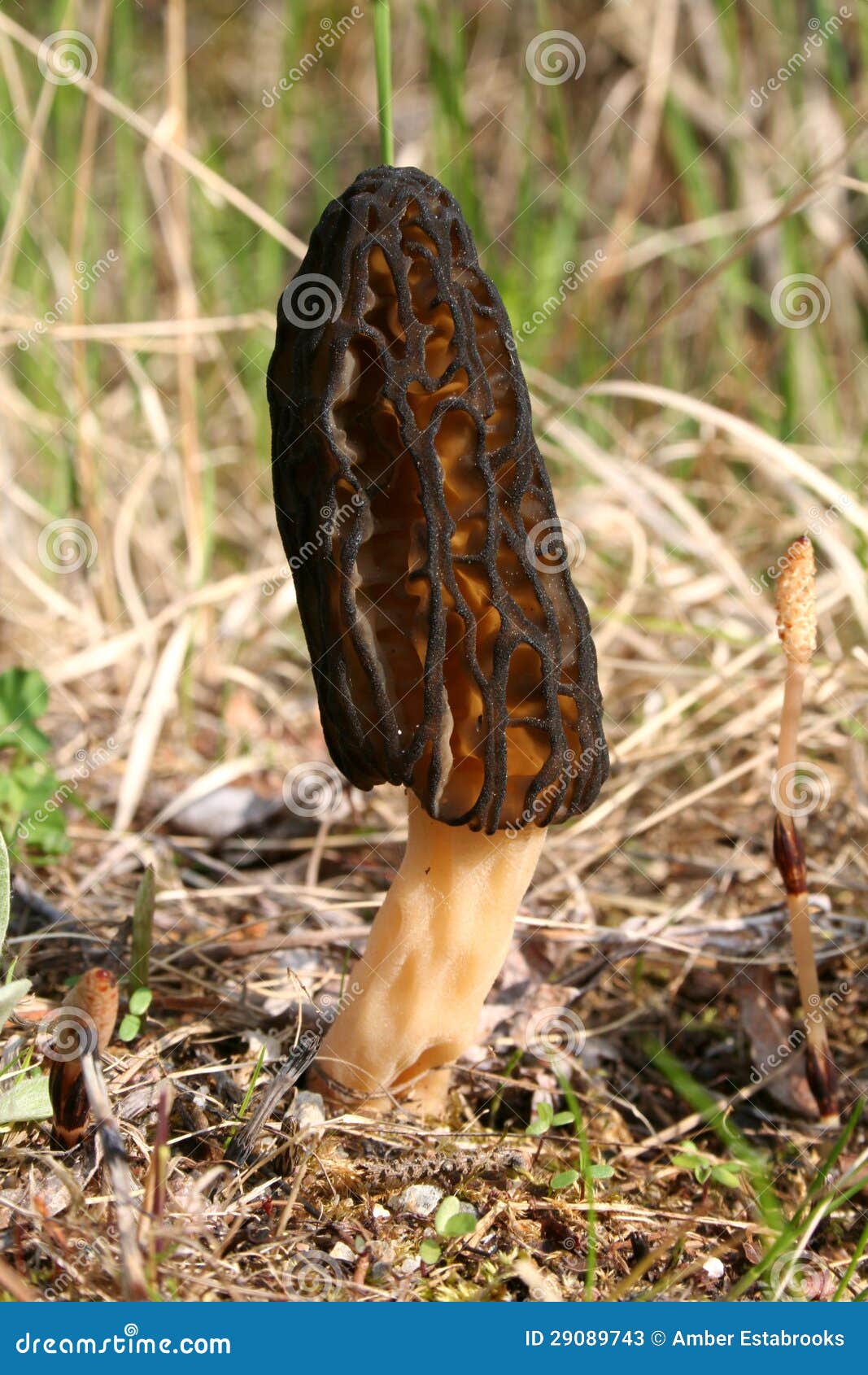Morel Mushroom stock image. Image of morchella, fungus 29089743