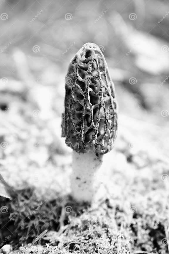 Morel Mushroom stock image. Image of edible, conica, foods 7067005