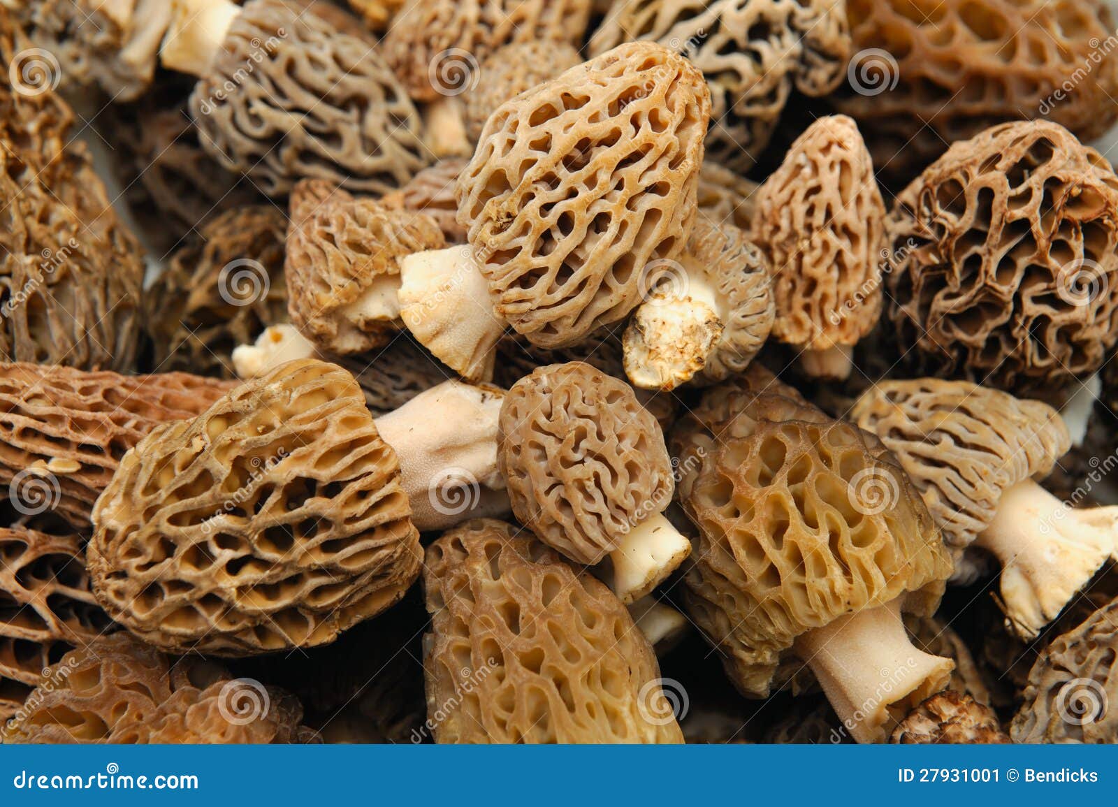Morel Mushroom Background stock image. Image of delicacy - 27931001