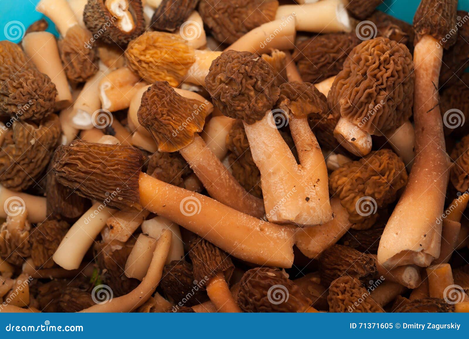 Morel Mushroom. Big Harvest Stock Image Image of morchella, growth