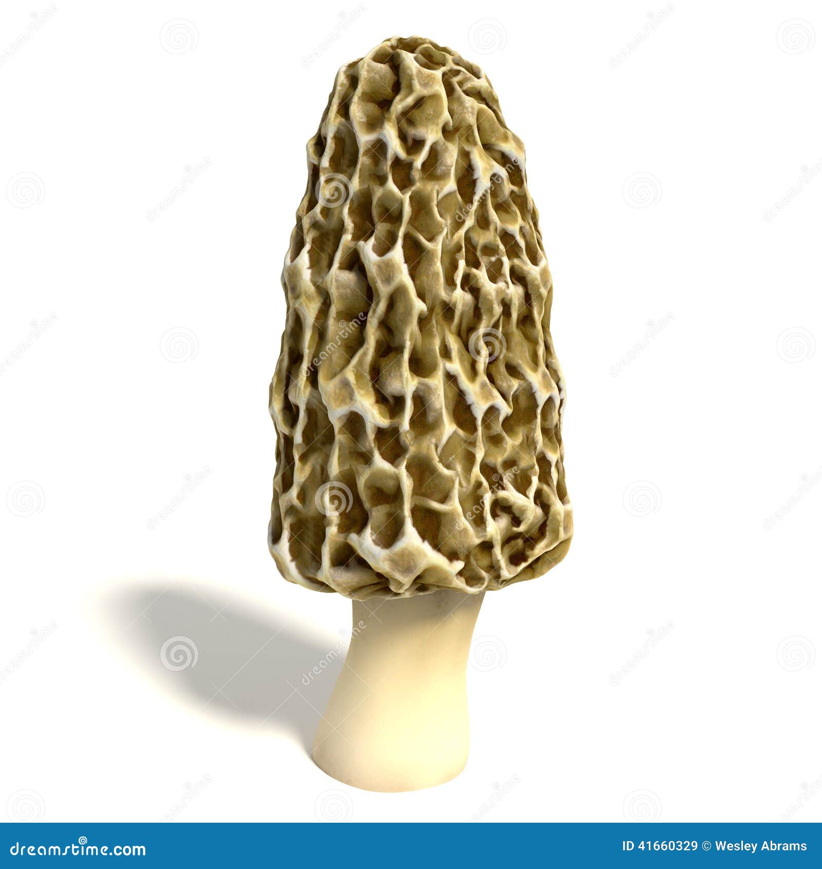 Morel Mushroom stock illustration. Illustration of fungus 41660329