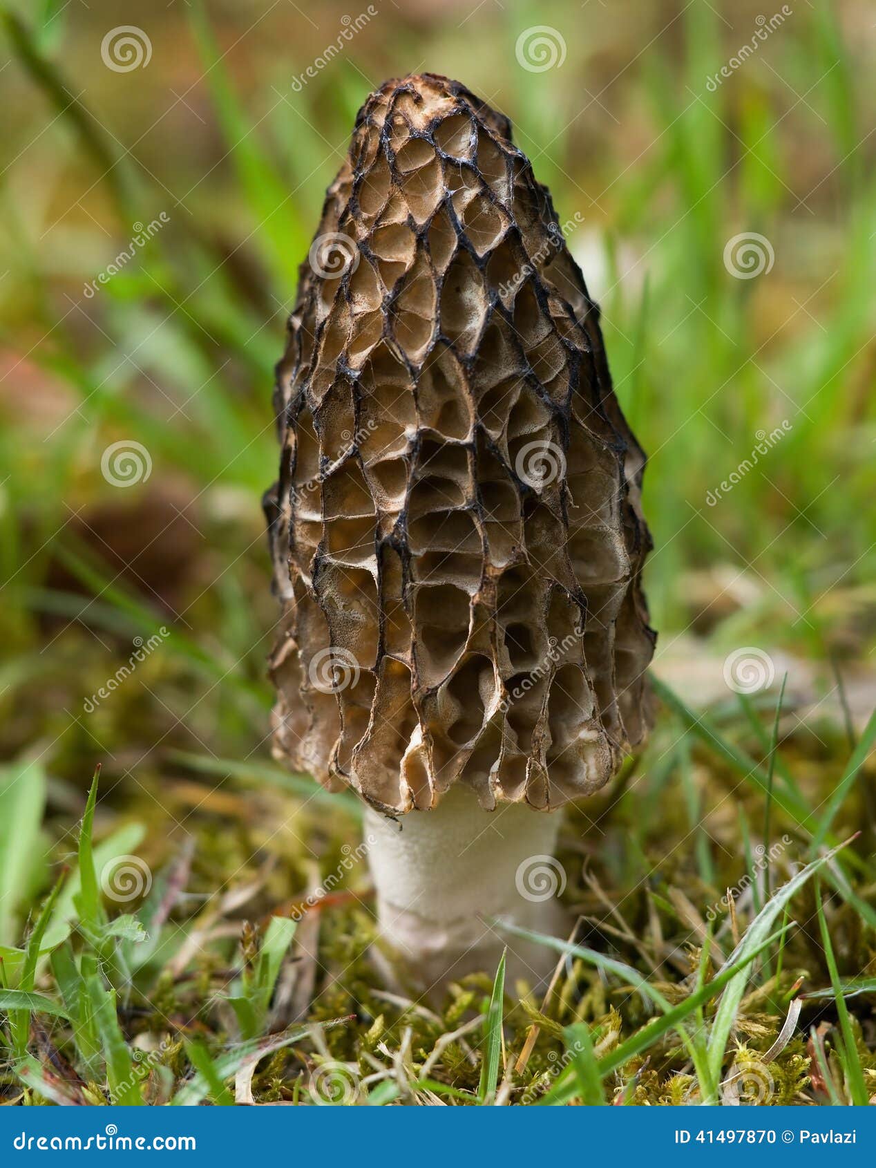 Morel Mushroom in the Grass Stock Photo Image of morel, brown 41497870