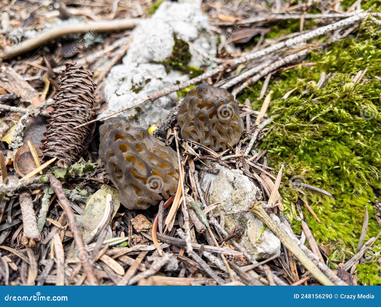 Morel Mushroom Growing in Its Natural Environment Stock Photo Image