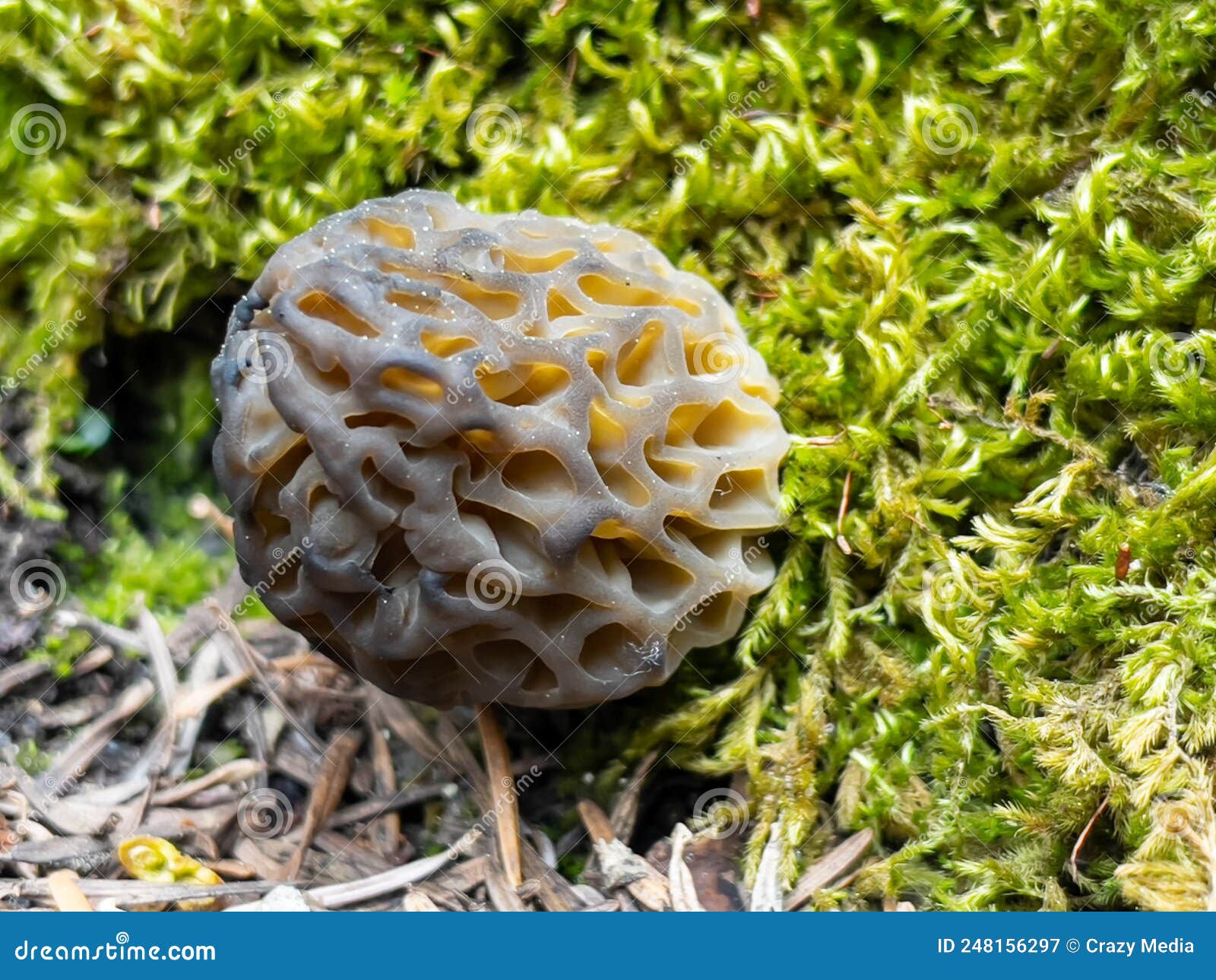 Morel Mushroom Growing in Its Natural Environment Stock Image Image