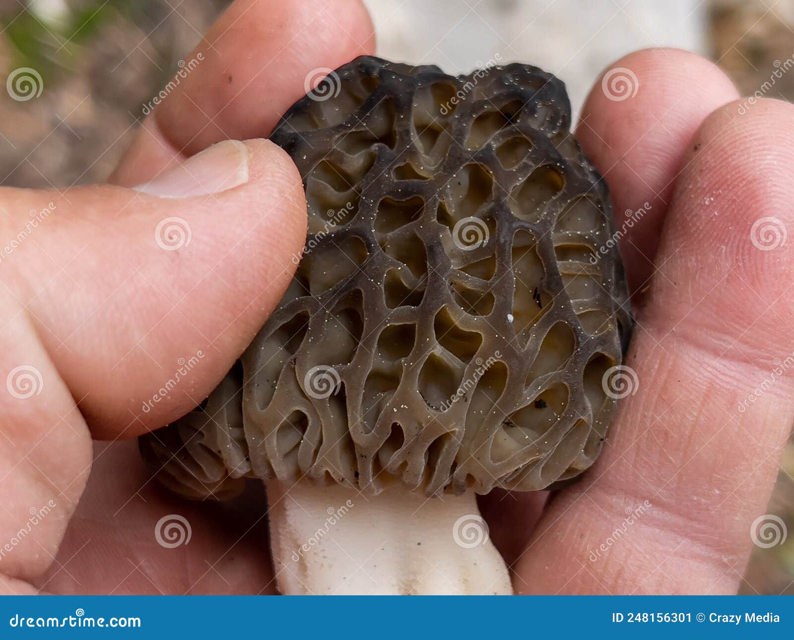 Morel Mushroom Growing in Its Natural Environment Stock Image Image