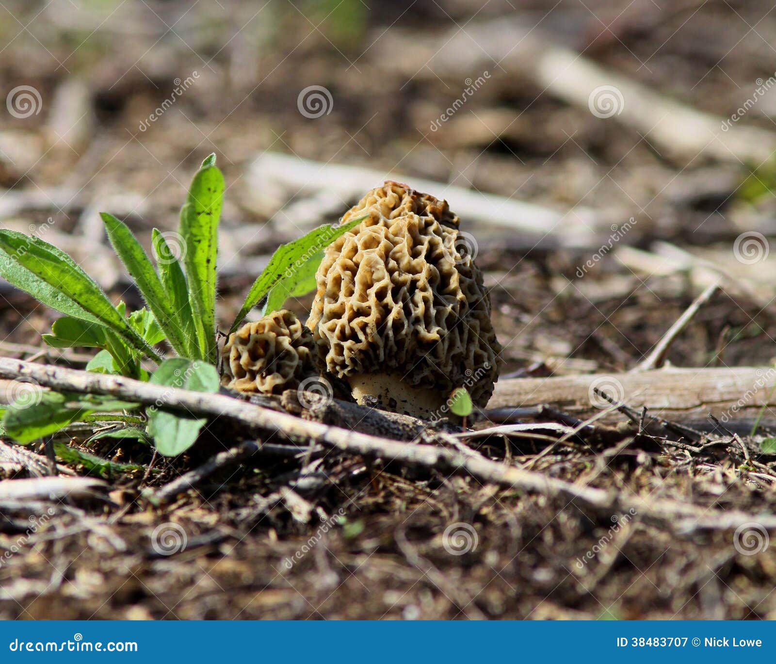 Morel Mushroom stock image. Image of mushroom, forest 38483707