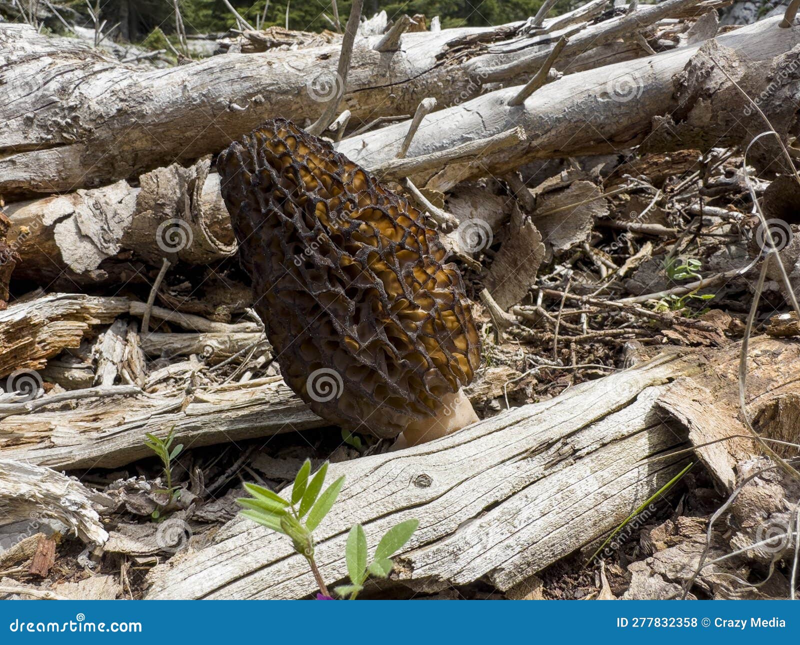 Morel Mushroom Species Grown in Turkey Stock Photo Image of morel