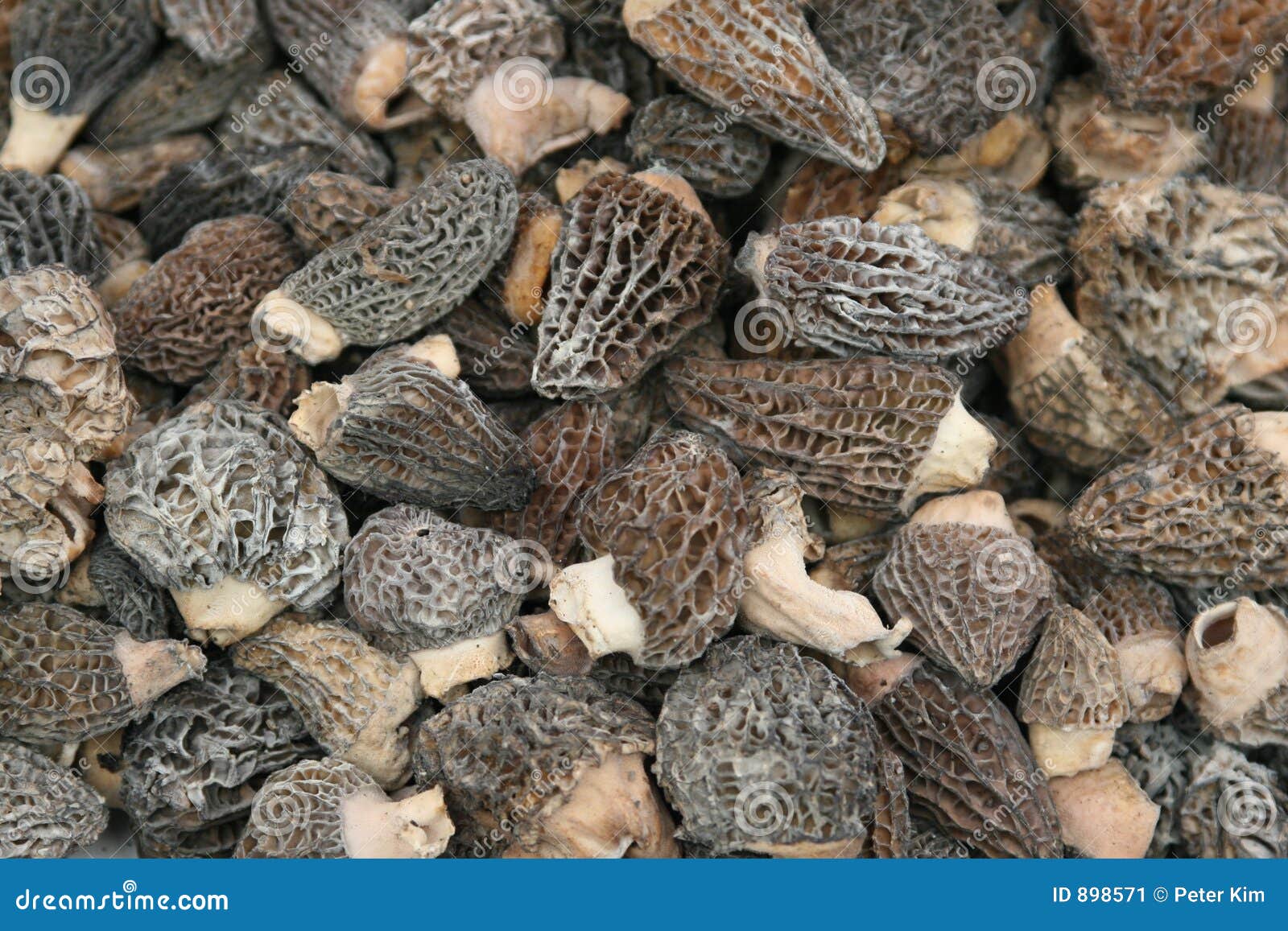 Morel Mushrooms stock image. Image of nutrition, fungus 898571