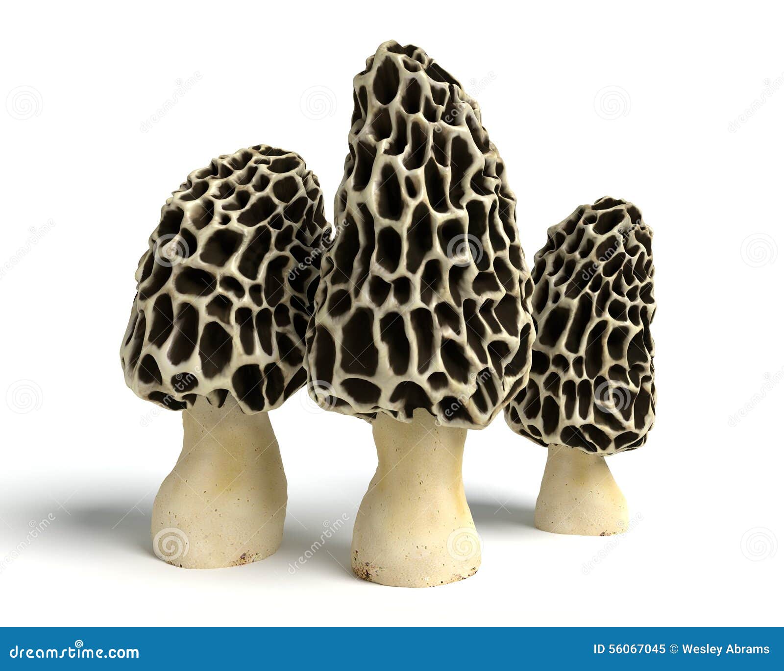 Morel Mushrooms stock illustration. Illustration of tasty - 56067045