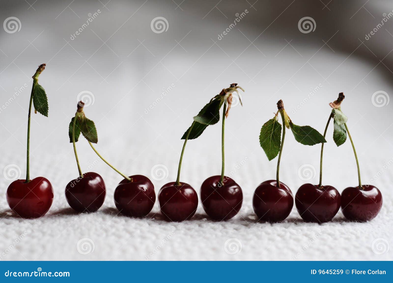 Morello cherries stock image. Image of season, food, morello 9645259