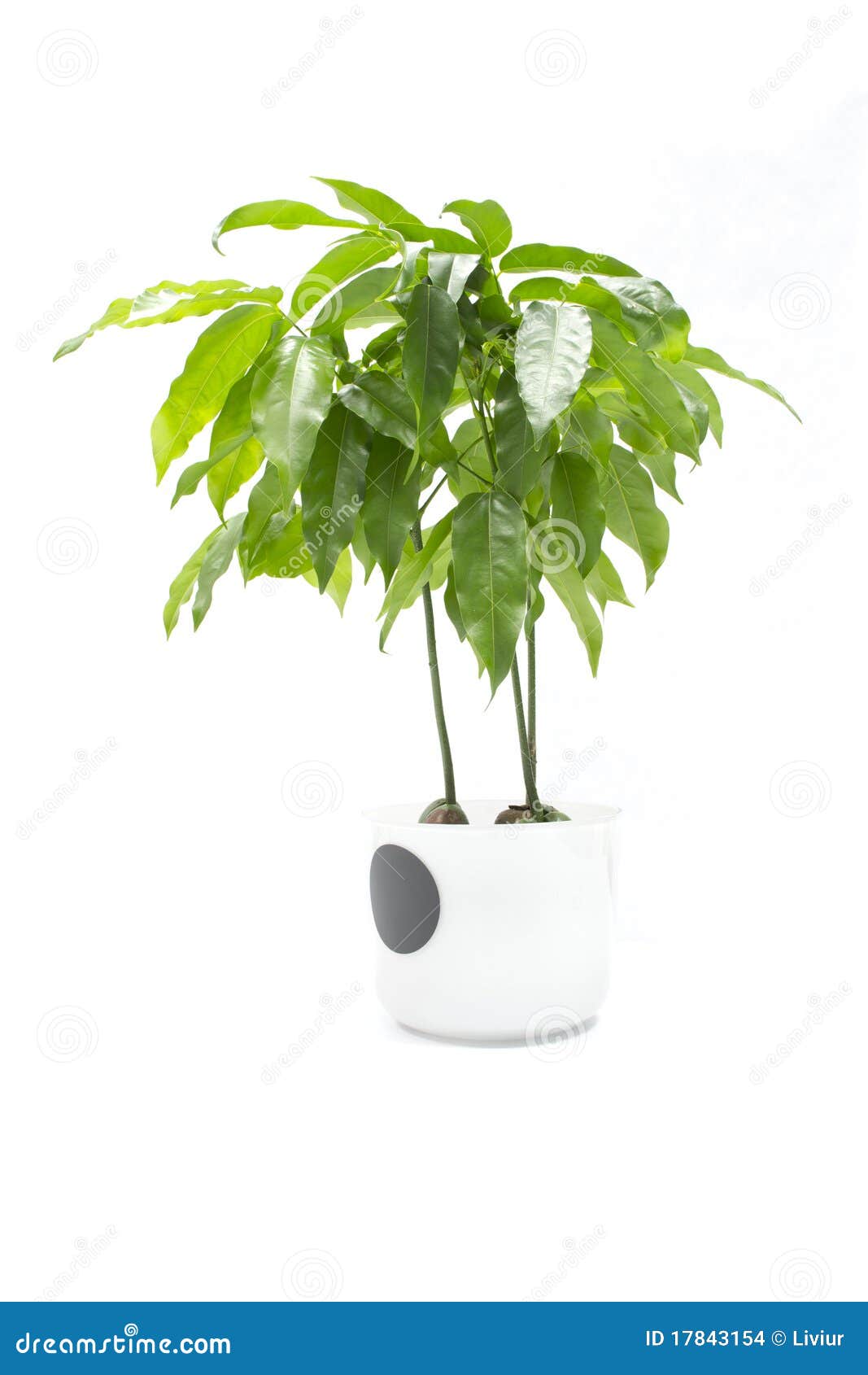 Moreton Bay Chestnut Tree stock photo. Image of blackbean 17843154