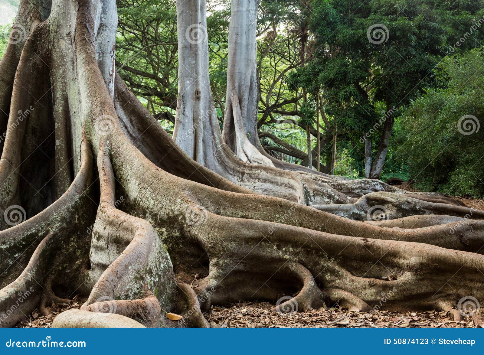 moreton bay fig tree roots