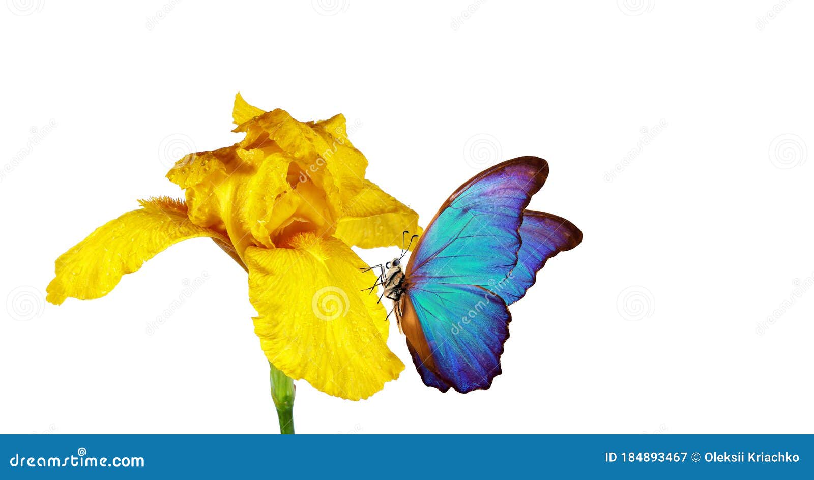 Morfo Azul Brillante Mariposa Sobre Una Flor De Iris Amarillo En Gotas De Agua Aisladas En Blanco. Espacio De Copia Imagen de archivo - Imagen de verde, belleza: 184893467 Morfo Azul Brillante Mariposa Sobre Una Flor De Iris Amarillo En Gotas De Agua Aisladas En Blanco. Espacio De Copia Imagen de archivo - Imagen de verde, belleza: 184893467