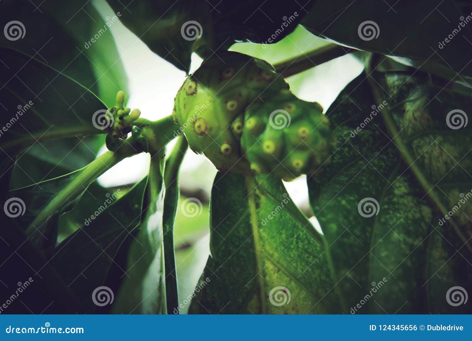 morinda citrifolia, noni