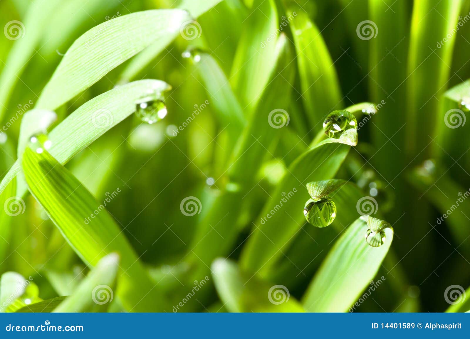 Moring dew stock image. Image of macro, healthcare, grass - 14401589