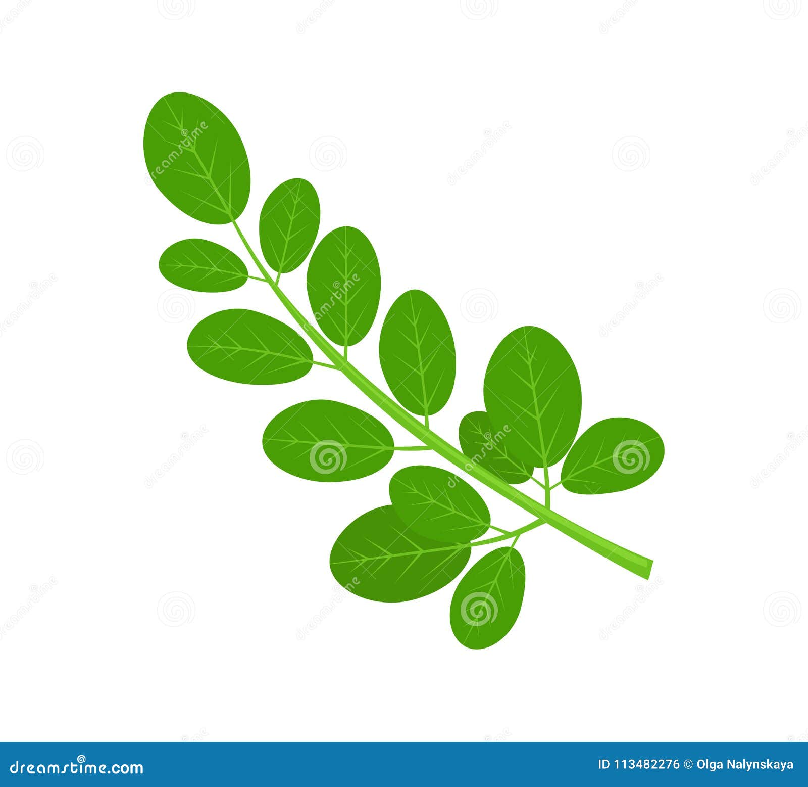 moringa green plant and leaves