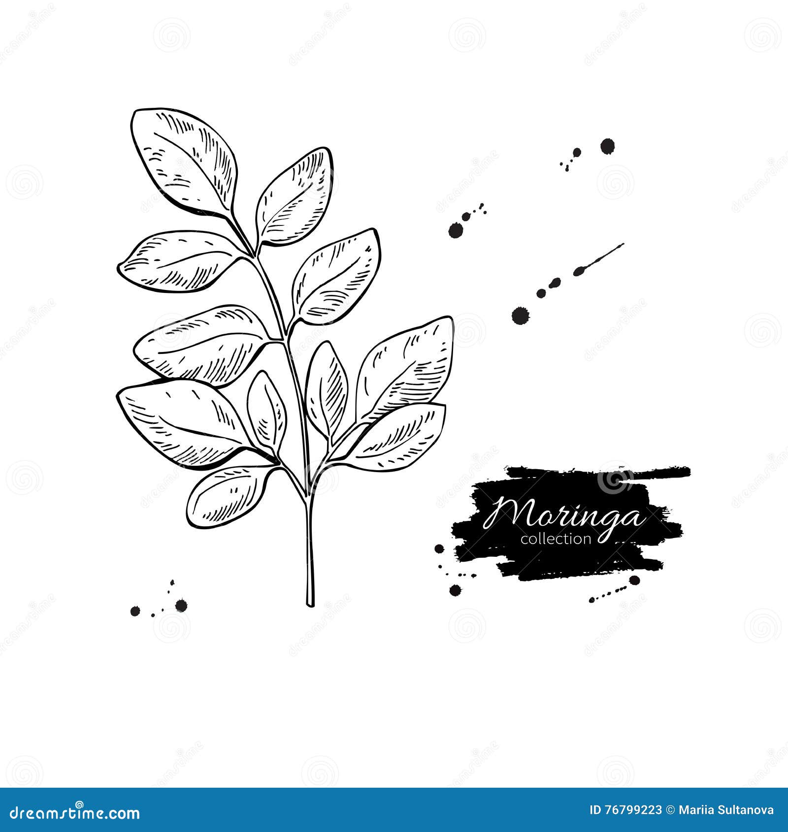 moringa leaves superfood drawing.  hand drawn il