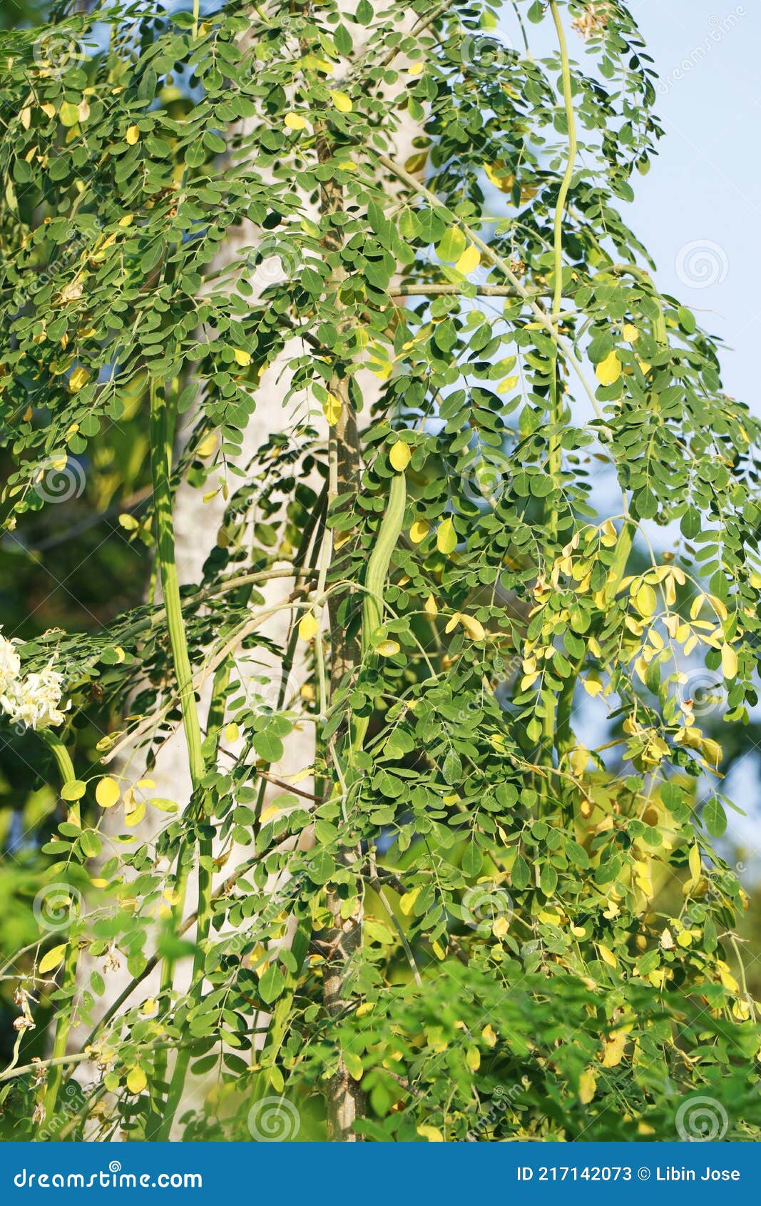 moringa oleifera is a drought-resistant tree of the family moringaceae, native to the indian subcontinent. common names include