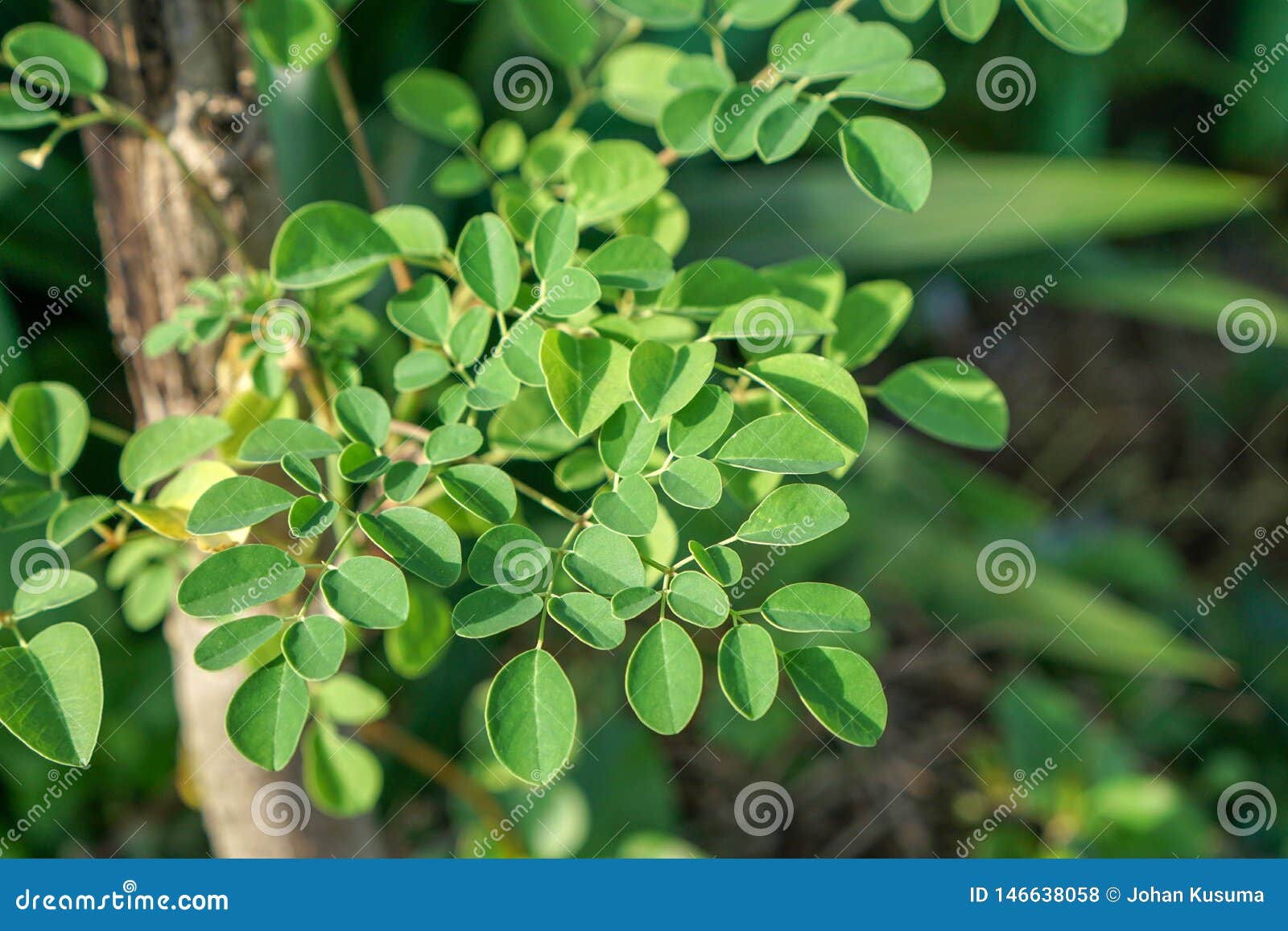 moringa oleifera known as the drum stick tree