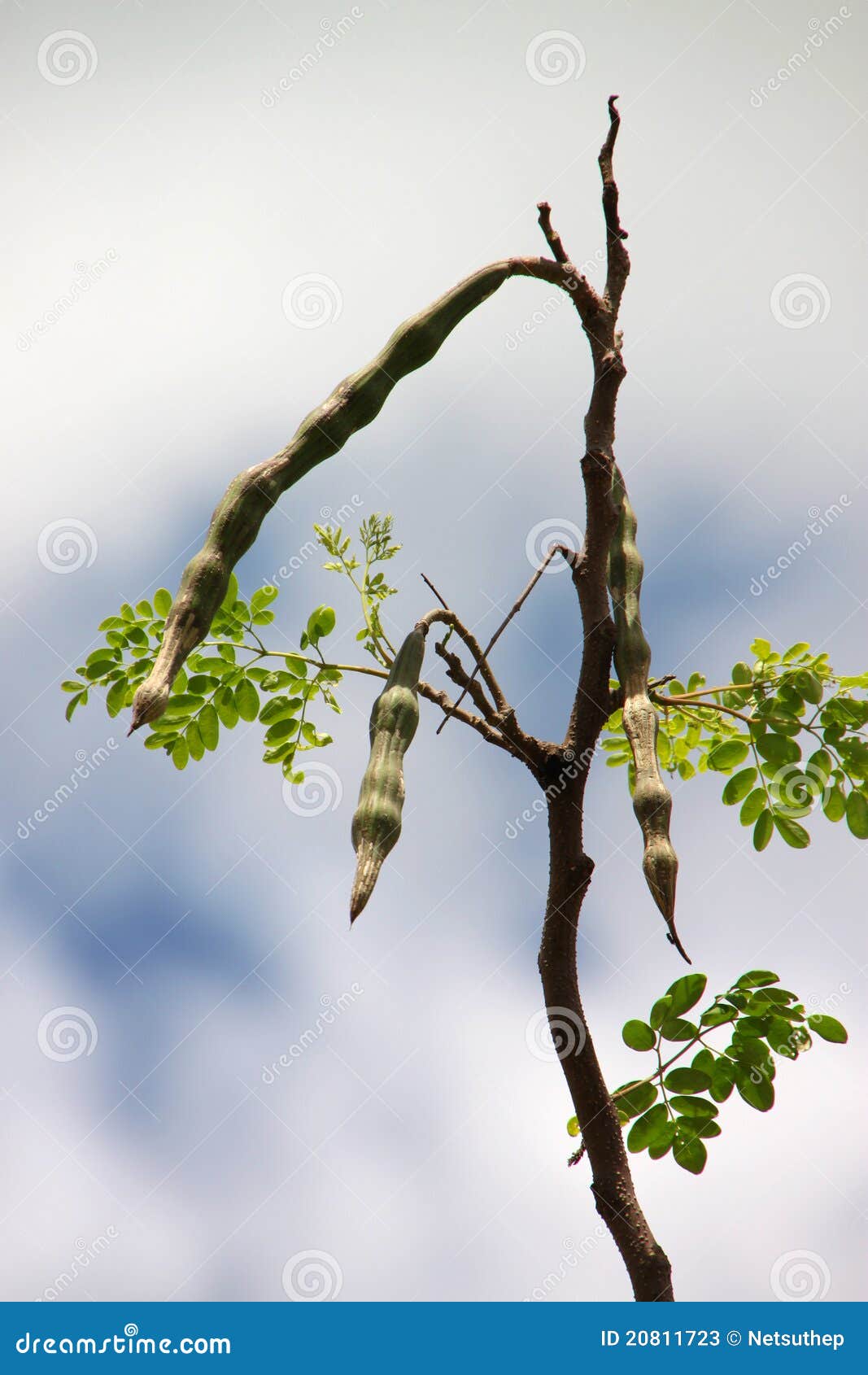 Moringa Oleifera Lam. or Horse Radish Tree Stock Image Image of