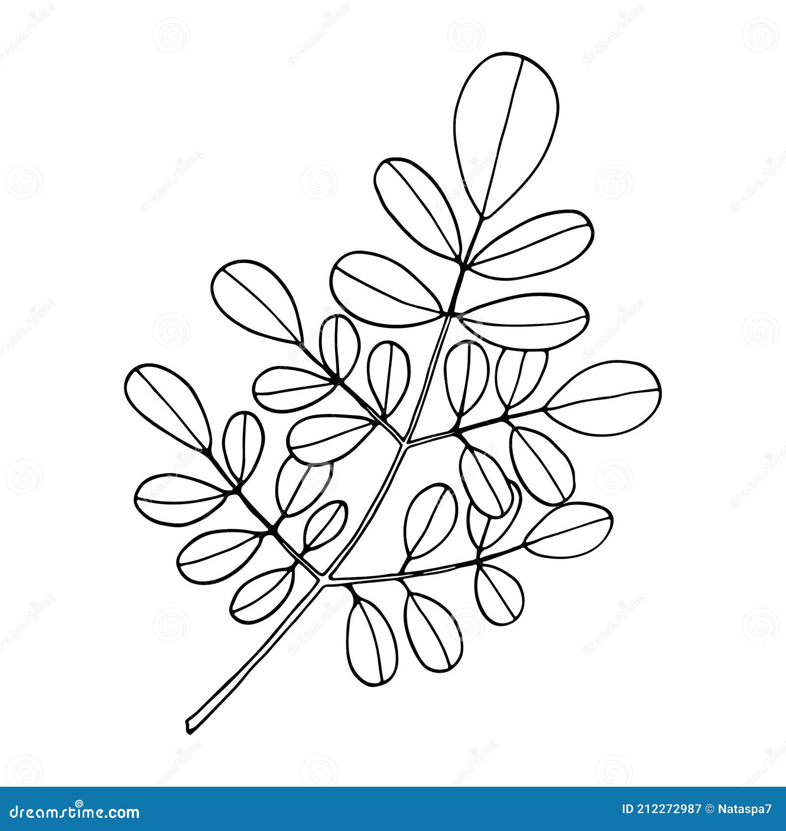 Moringa Oleifera Leaf. Hand Drawn Outline Sketch Cartoon Vector
