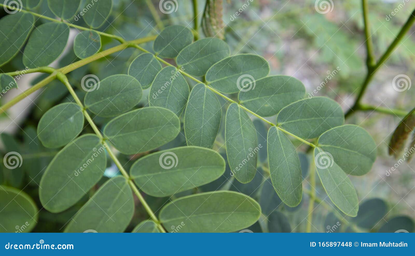 Moringa Oleifera Leaves or Drumstick Leaf Stock Photo - Image of bacteria,  inflammatory: 165897448