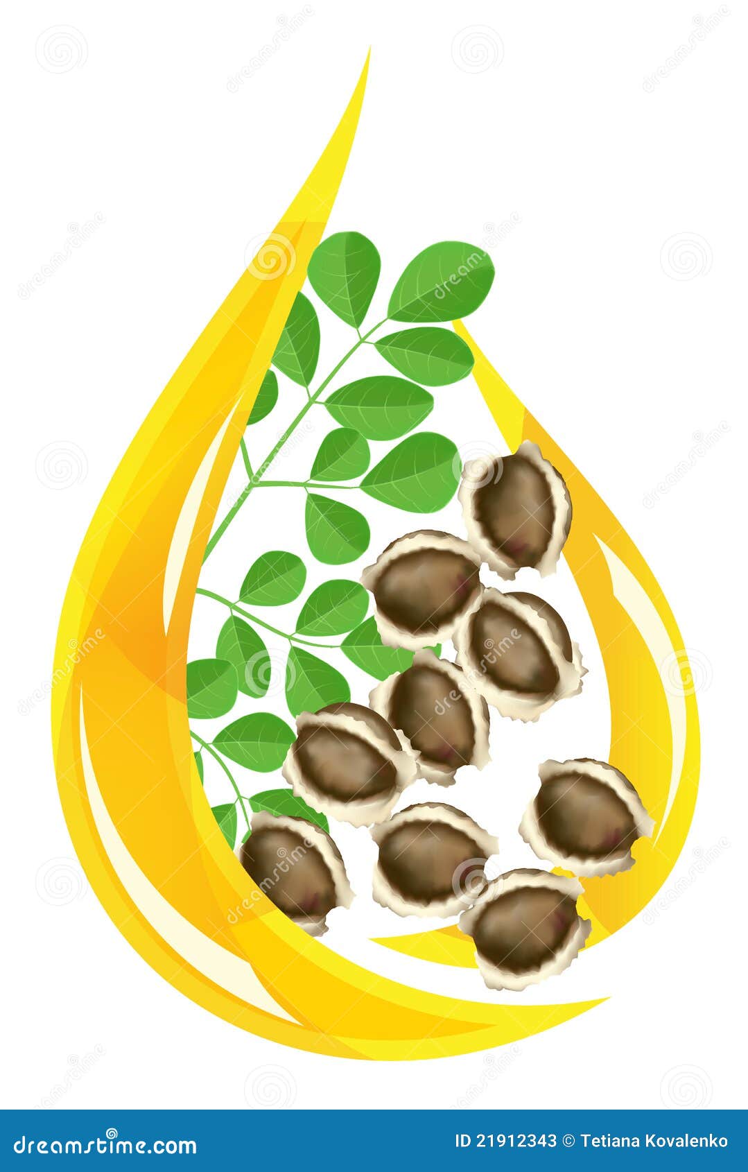 moringa oleifera oil. stylized drop.