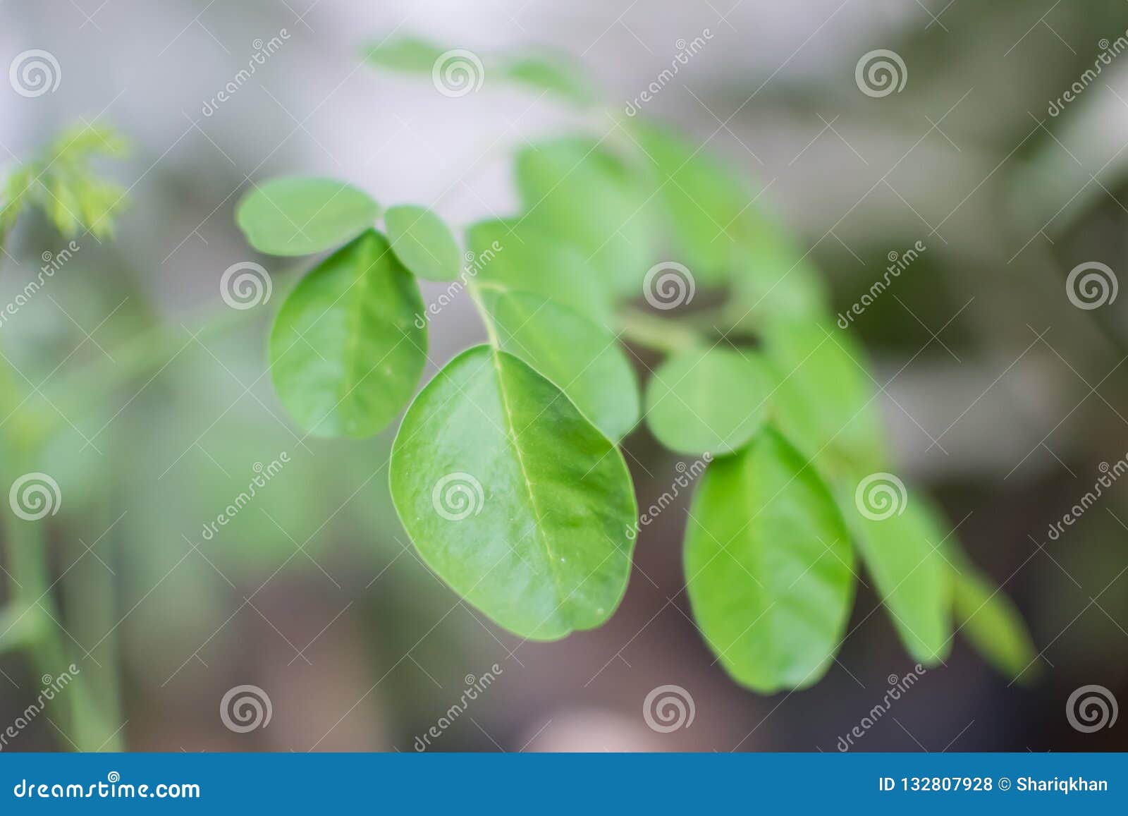 Moringa Oleifera Tree Leaves Closeup Stock Photo Image of vegetables, evergreen 132807928