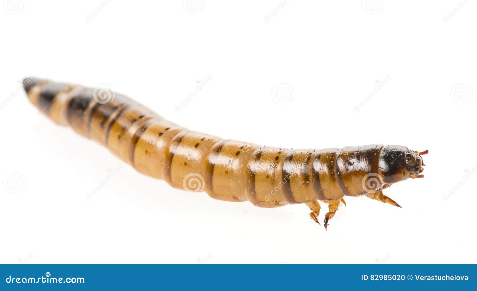 Morio De Zophobas Atratus/ Gusano De La Comida Foto de archivo