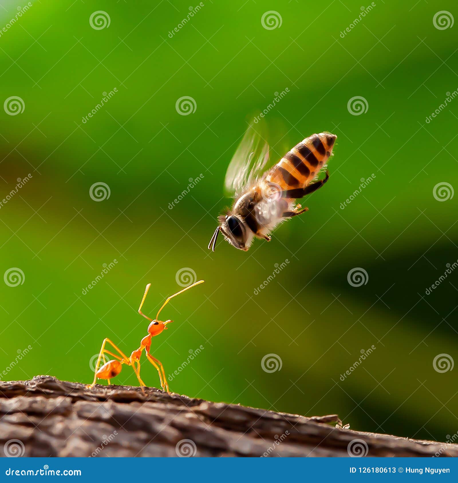 Ant Vs Bee Stock Image Image Of Yellow Background 126180613