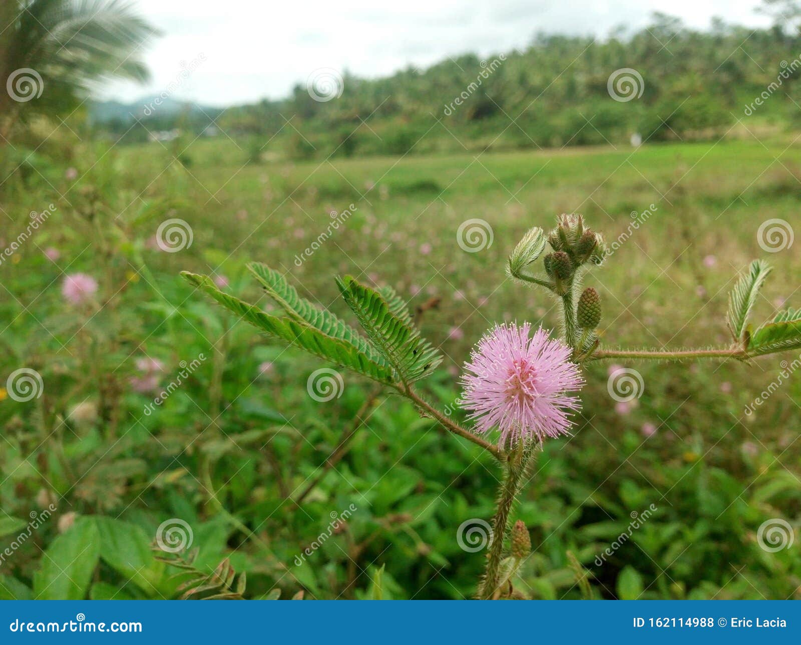 Morning Bloom images stock photo. Image of morning, bloom 162114988