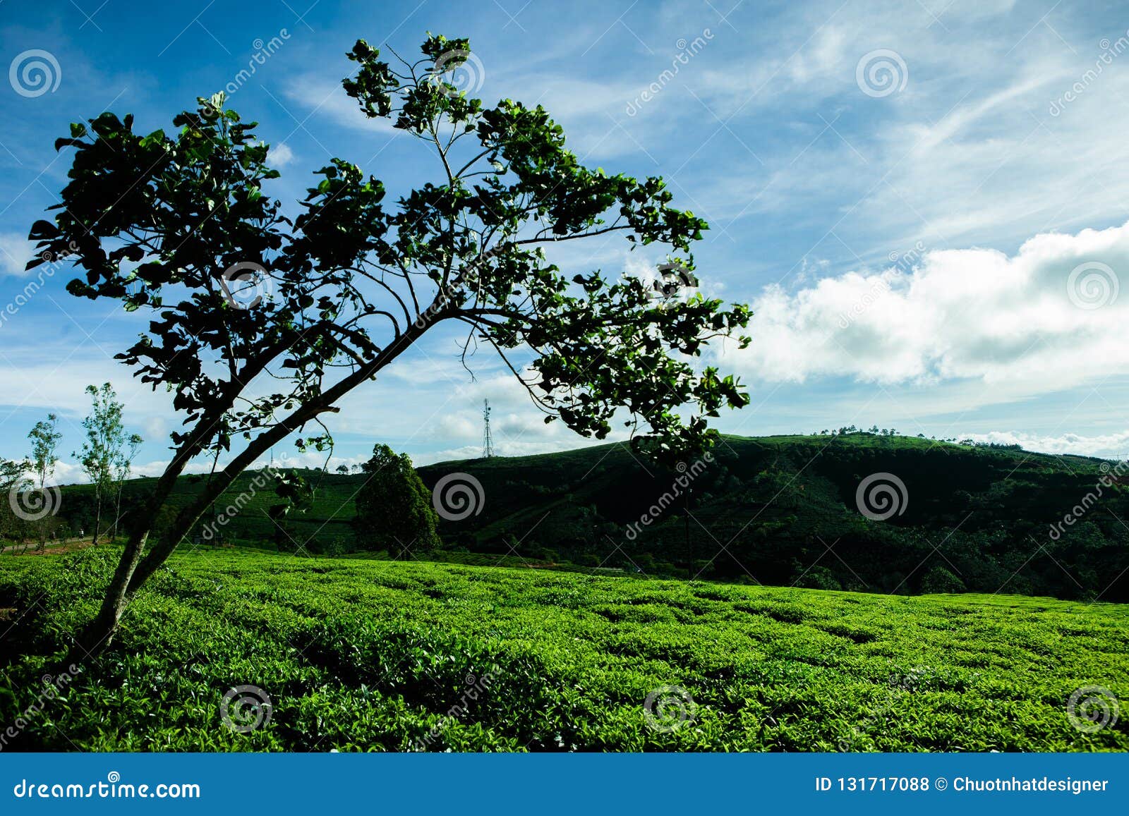 the morning at cau dat tea farm at da lat, vietnam