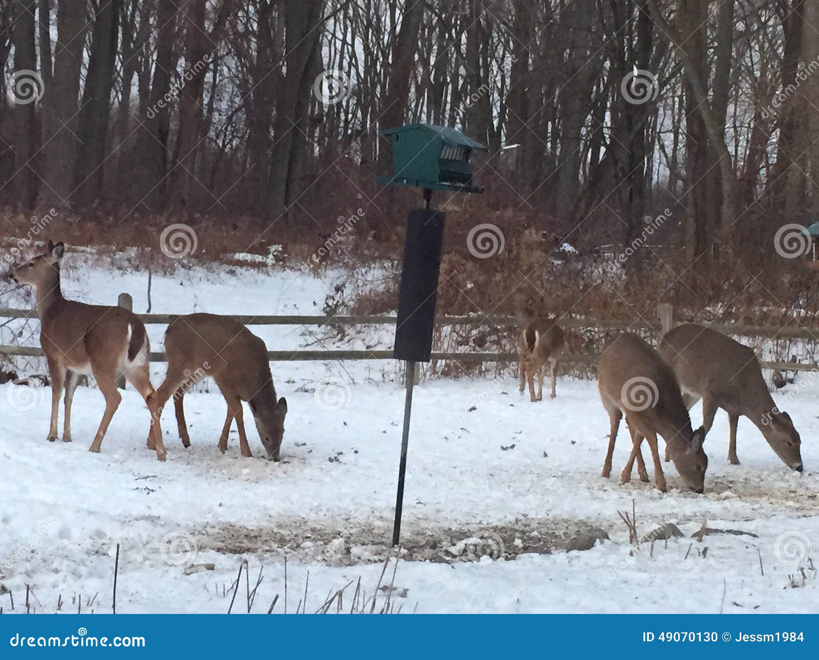 Morning deer stock photo. Image of herd, morningfeeding 49070130