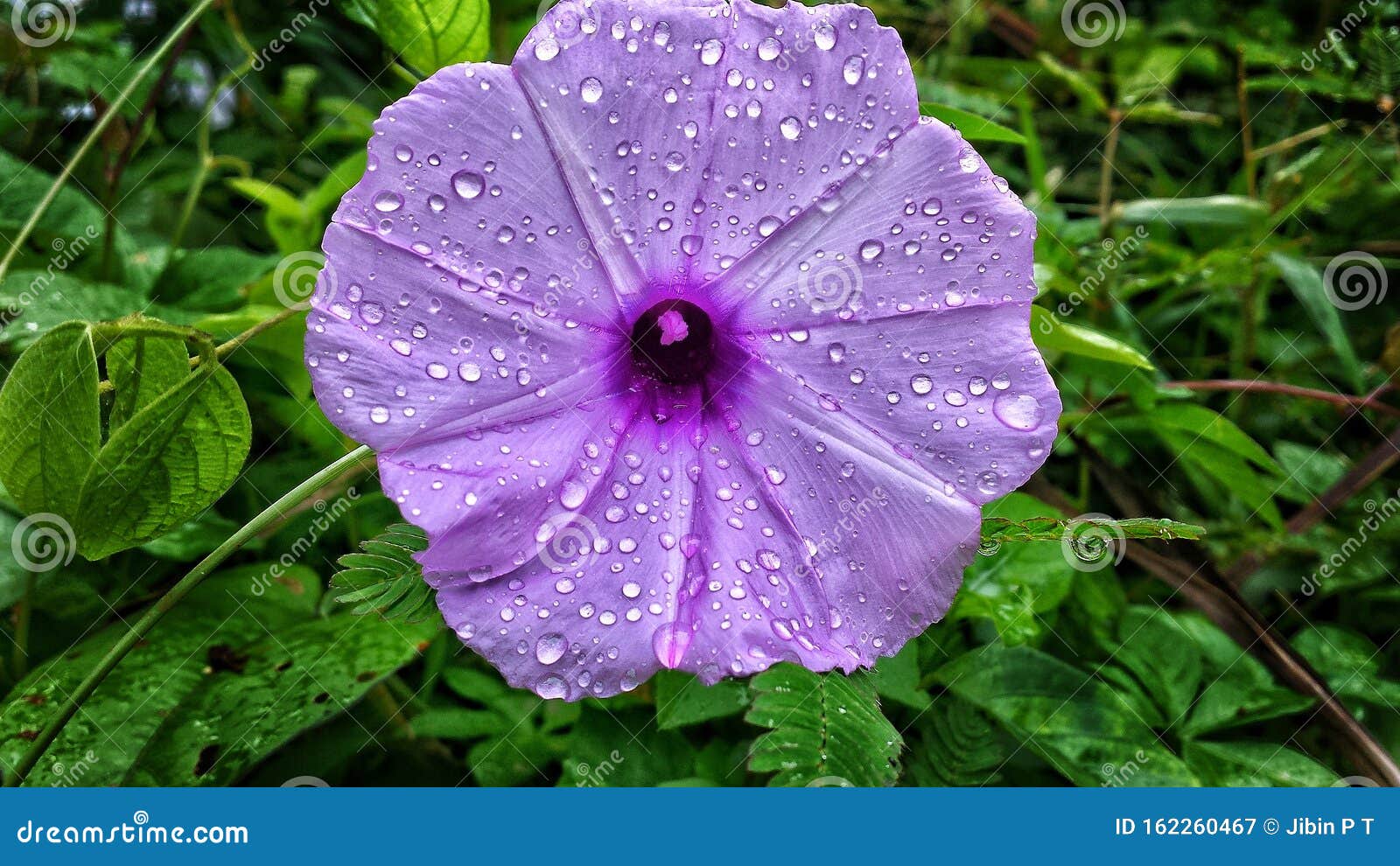 Morning dew flower stock image. Image of drop, morning - 162260467