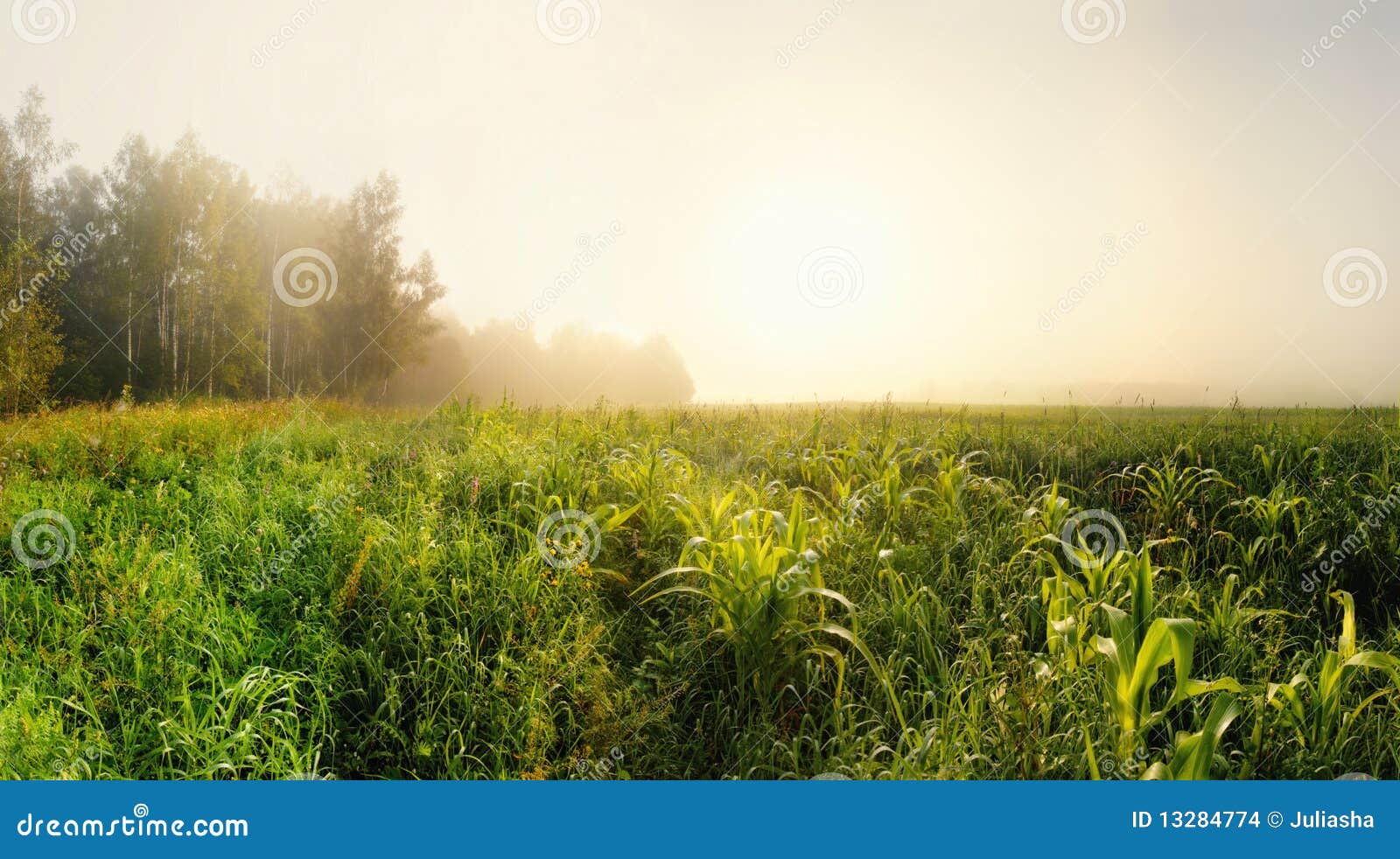 Morning field stock photo. Image of sunrise, orange, plantation 13284774