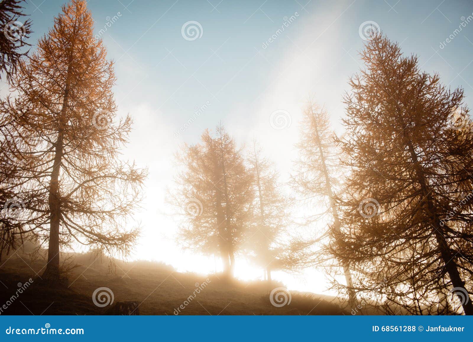 morning foggy moods in autumn larch trees