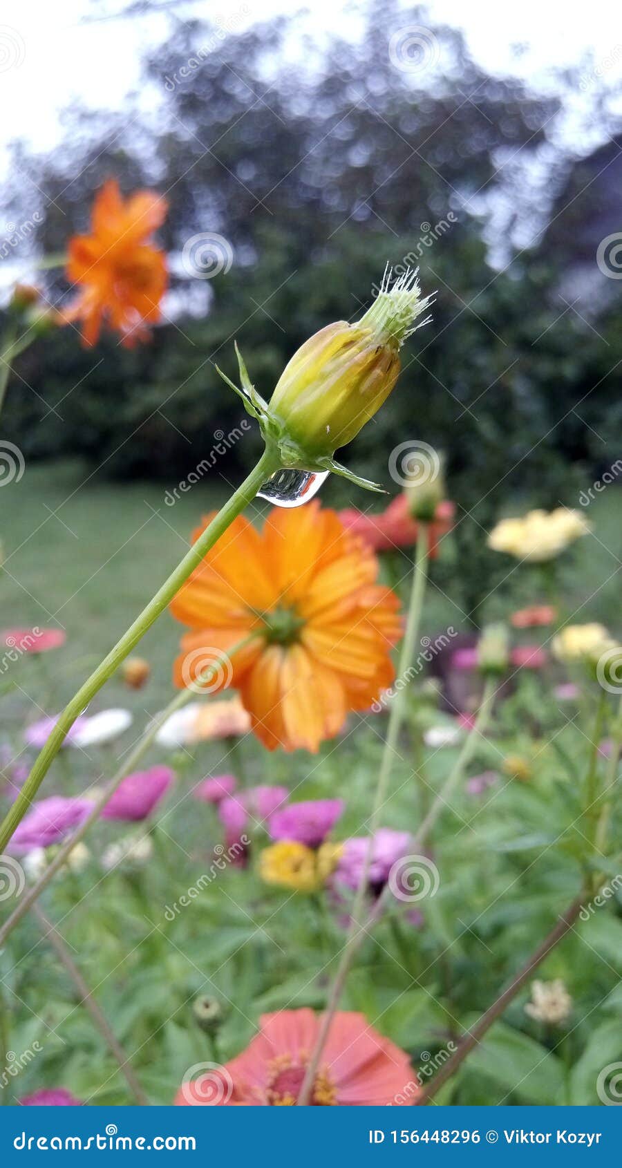 Morning Freshness, Flower Bud with a Drop of Dew. Stock Photo Image