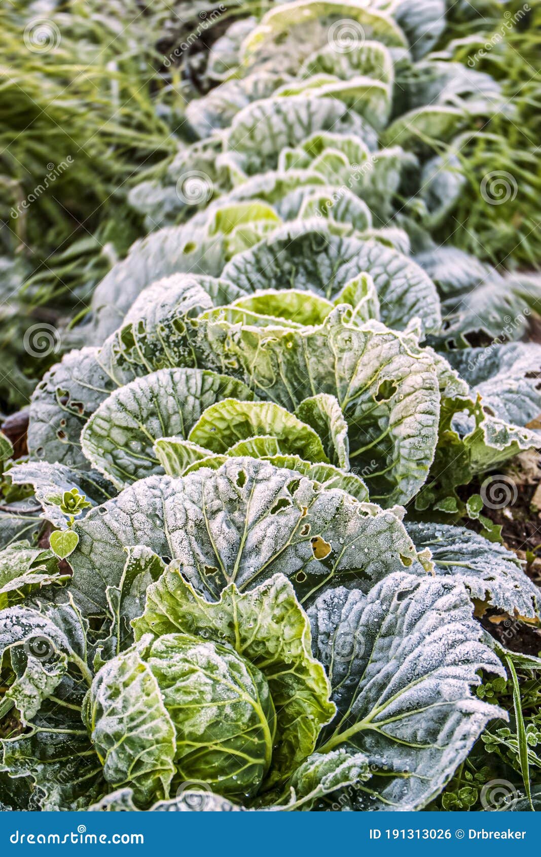 Morning Frost Covers Cabbages Stock Photo Image of morning, crauti