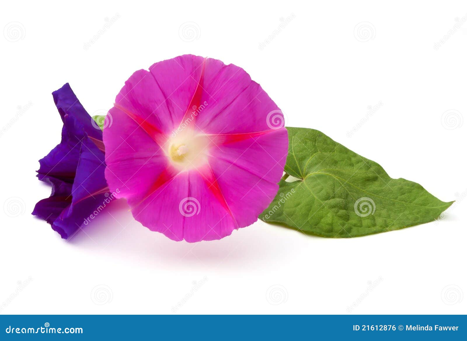 Morning Glory stock photo. Image of pink, green, glory 21612876