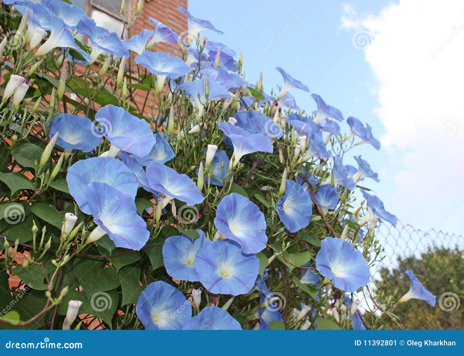 Morning Glory blooms stock image. Image of lovely, appealing 11392801