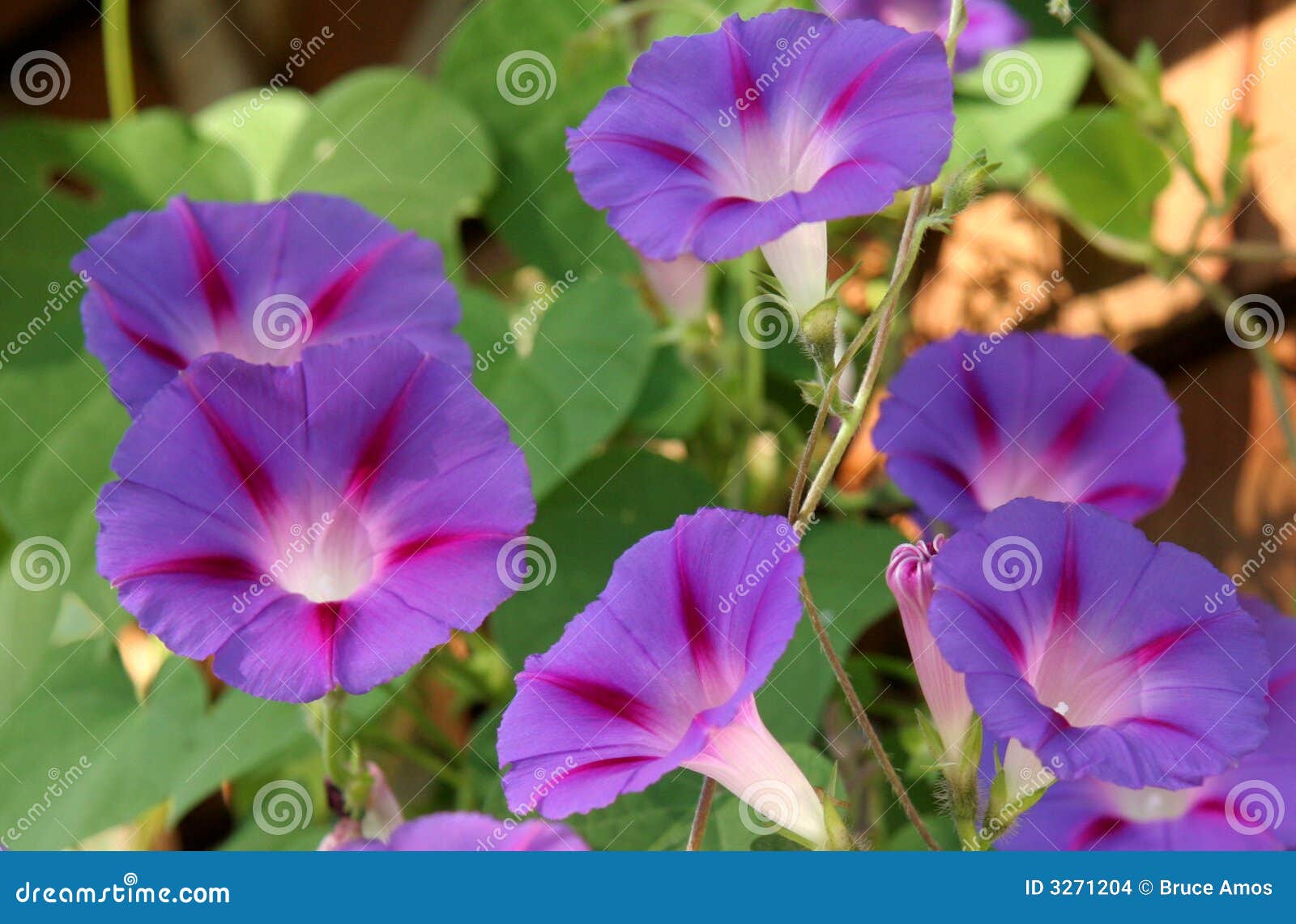 morning glory blooms