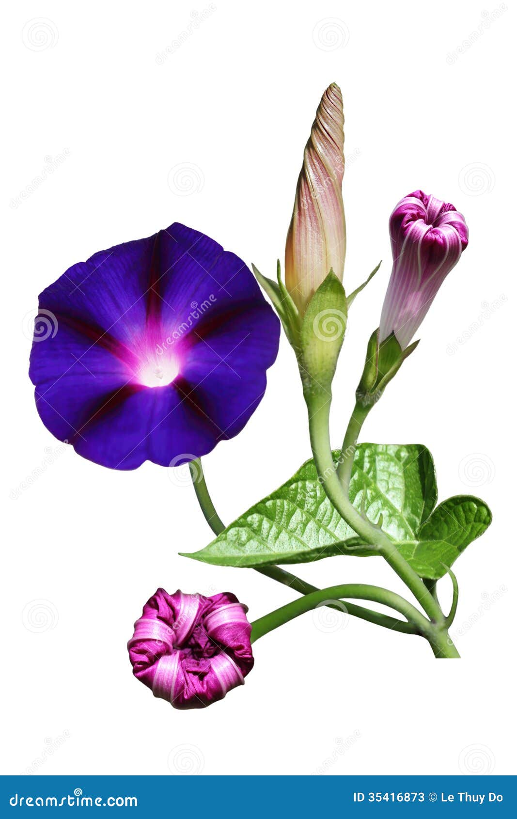 Morning Glory Flower Stock Image Image Of Ipomoea Cutout 35416873