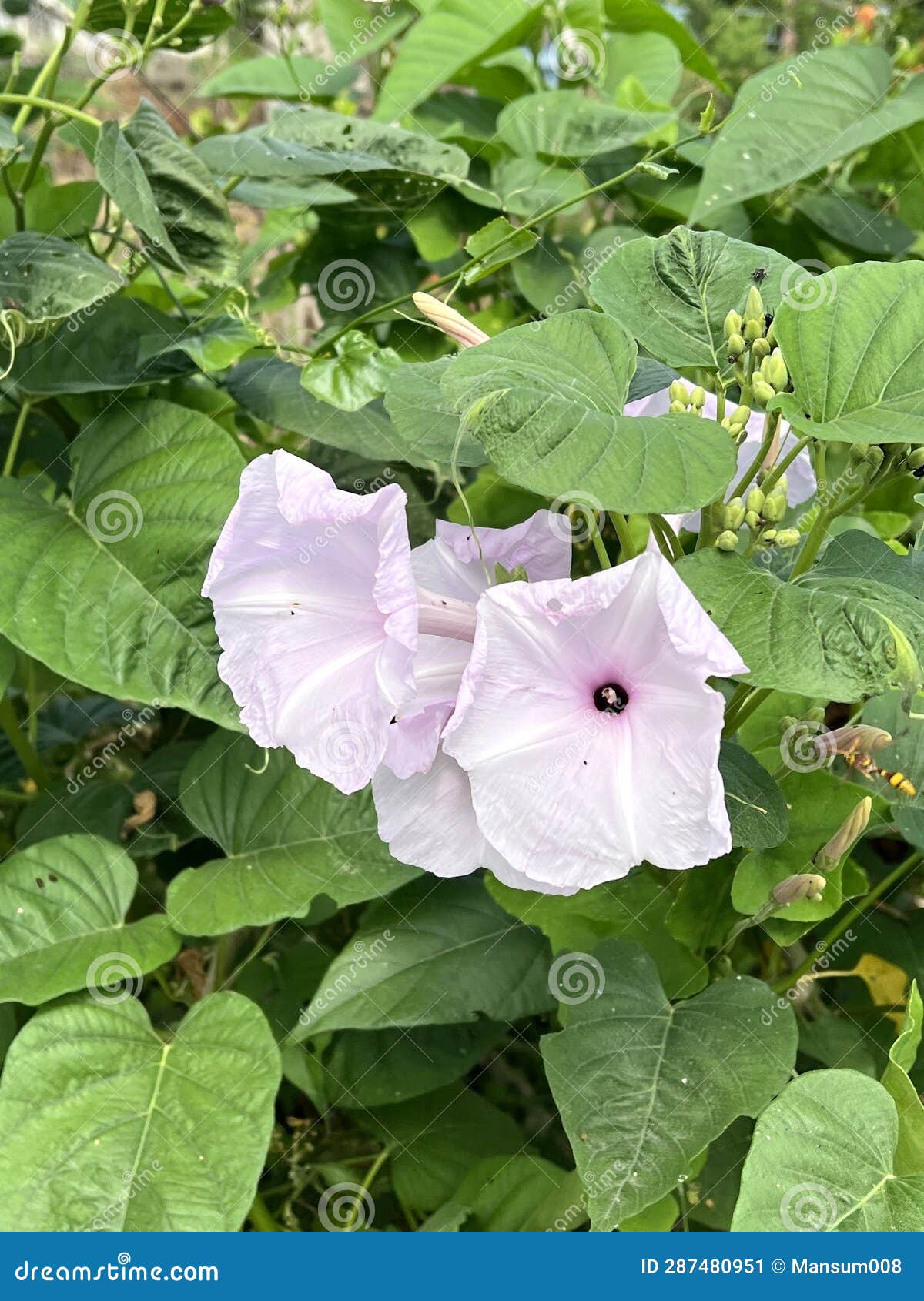 Morning Glory Flower in Nature Garden Stock Image Image of floral