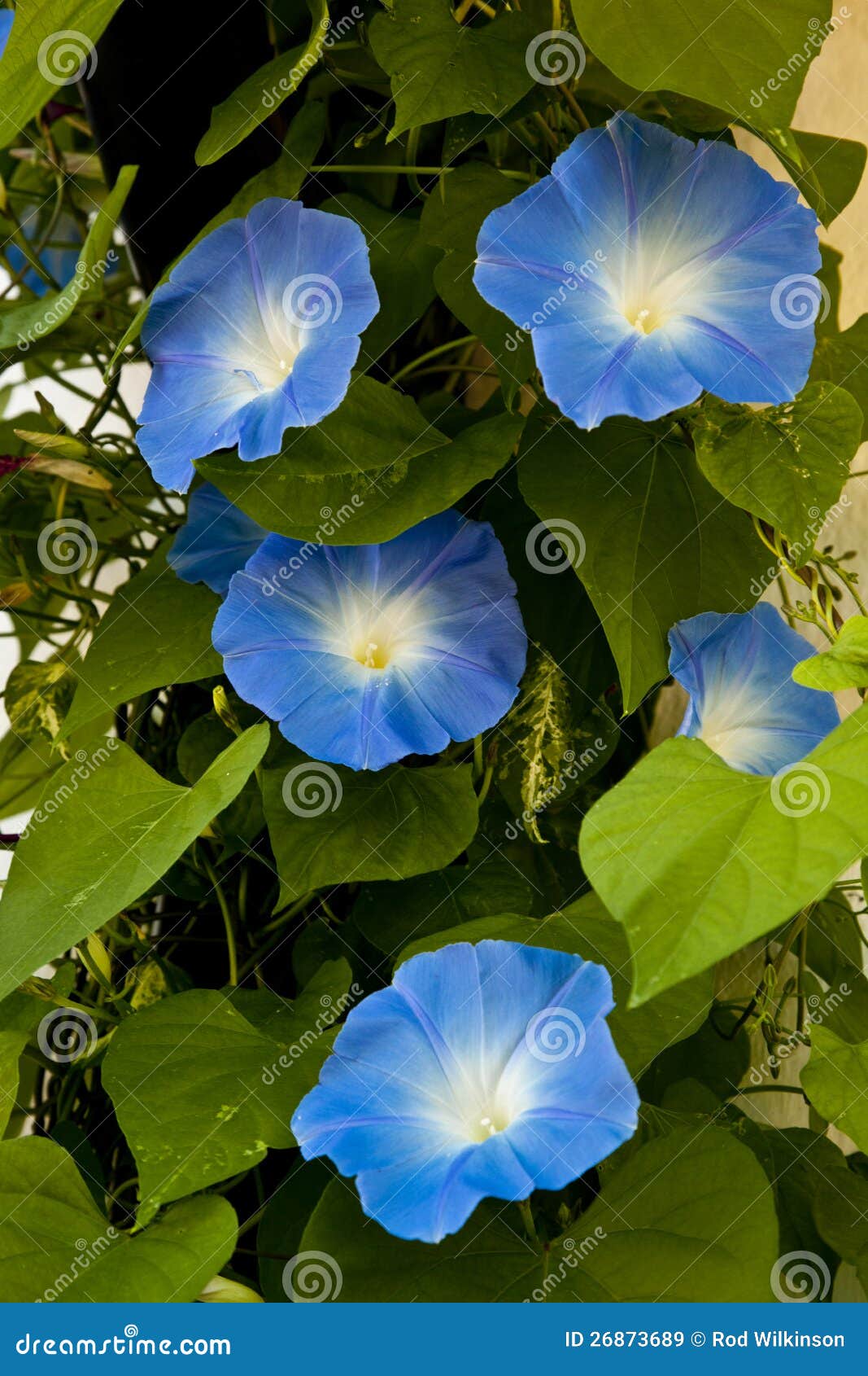 Morning glory flowers stock image. Image of morning, glory 26873689