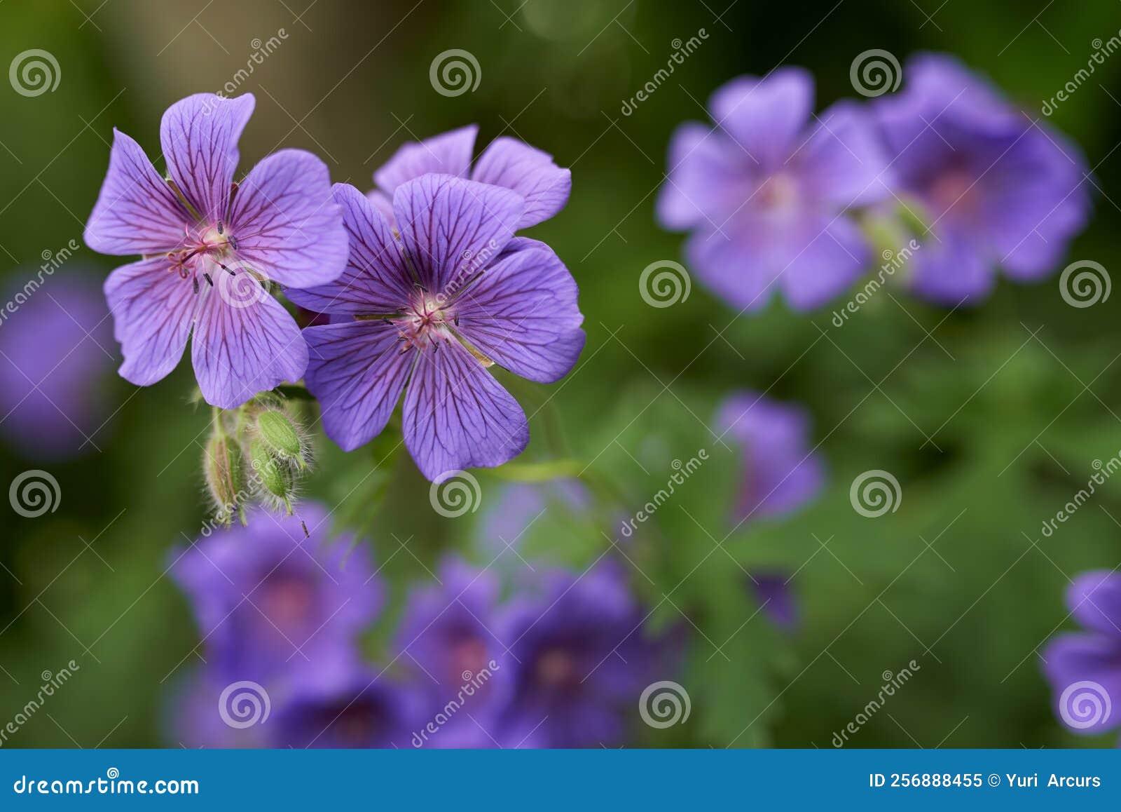 Morning Glory Flowers in Bloom. Morning Glory Flowers in Bloom in a