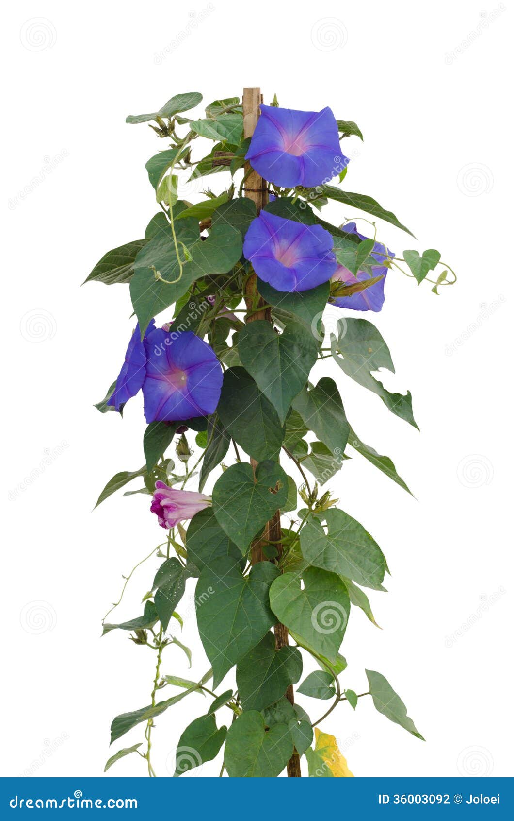 Morning Glory Flowers Stock Photo Image Of Studio Isolated 36003092